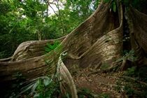 Buena Vista Lodge & Adventure Гуанакасте Екстер'єр фото